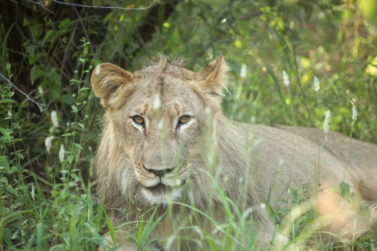 Makalali Game Reserve Garonga Safariヴィラ エクステリア 写真