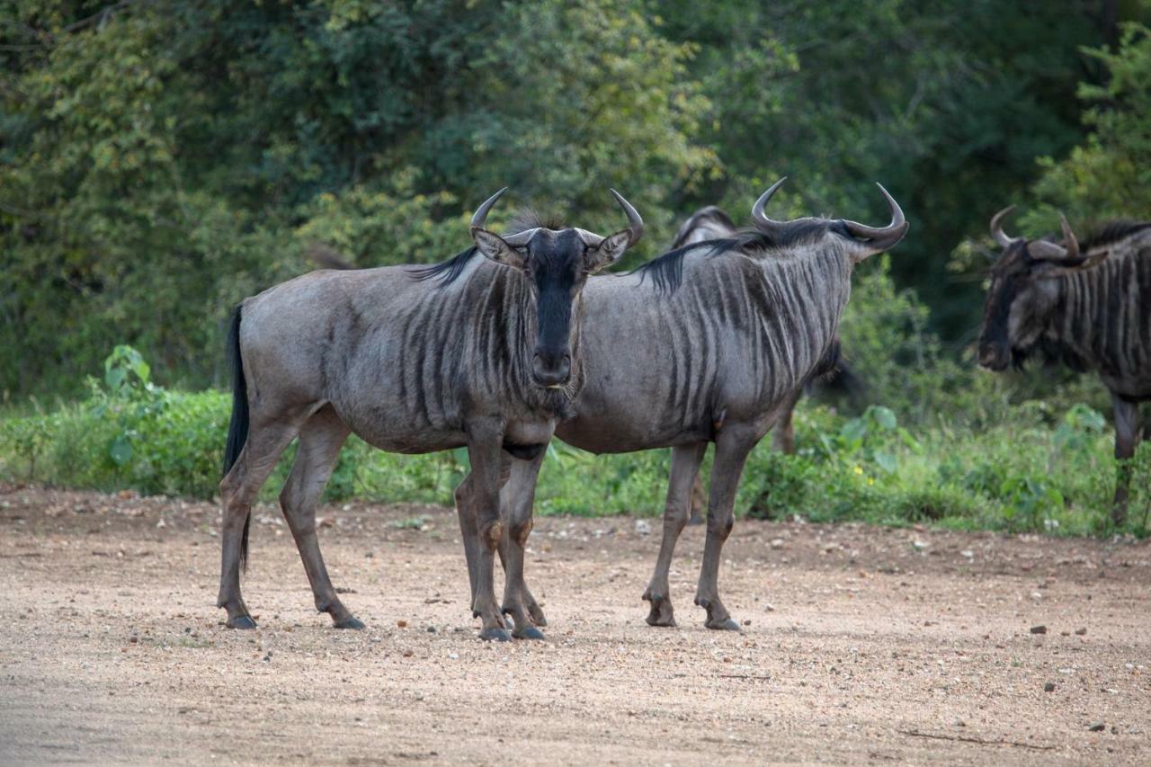 Makalali Game Reserve Garonga Safariヴィラ エクステリア 写真